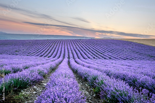 Fototapeta Naklejka Na Ścianę i Meble -  Beautiful lavender field with long purple rows