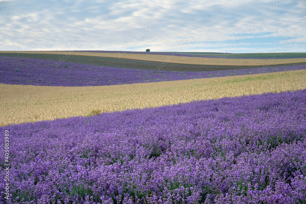 Naklejka premium Rural landscape with fields of purple lavender and golden wheat