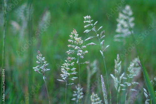 Grasses in the fresh summer morning. High quality photo