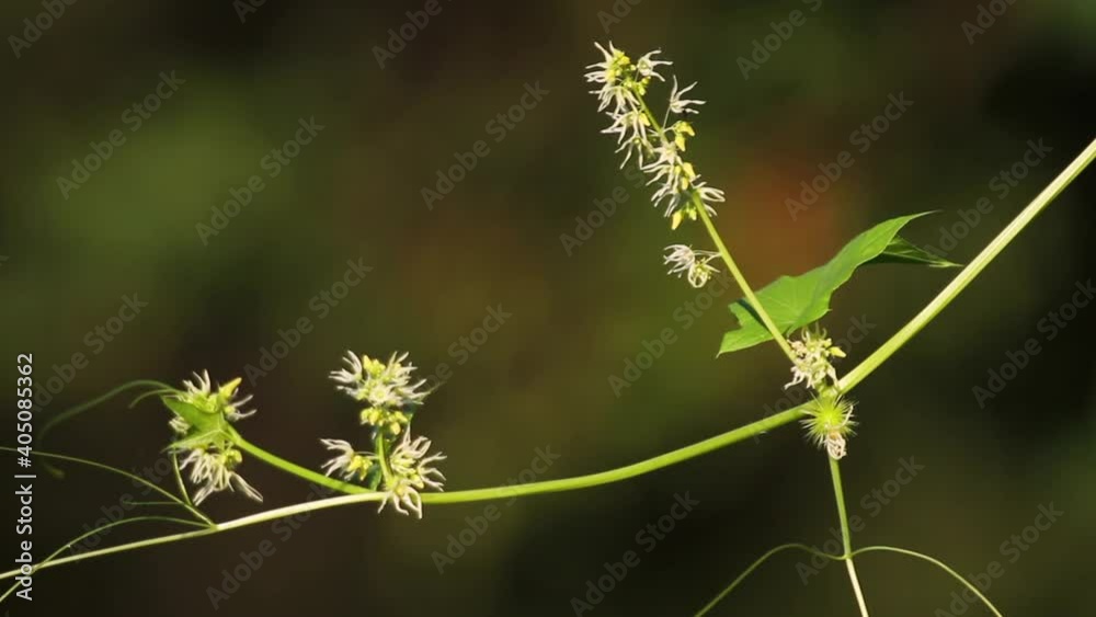 The flower of Echinocystis lobata, commonly called wild cucumber The flower of Echinocystis lobata, commonly called wild cucumber