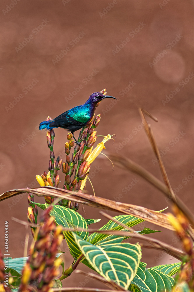 Naklejka premium Tropical Splendid Sunbird (Cinnyris coccinigaster) Sitting on a flower