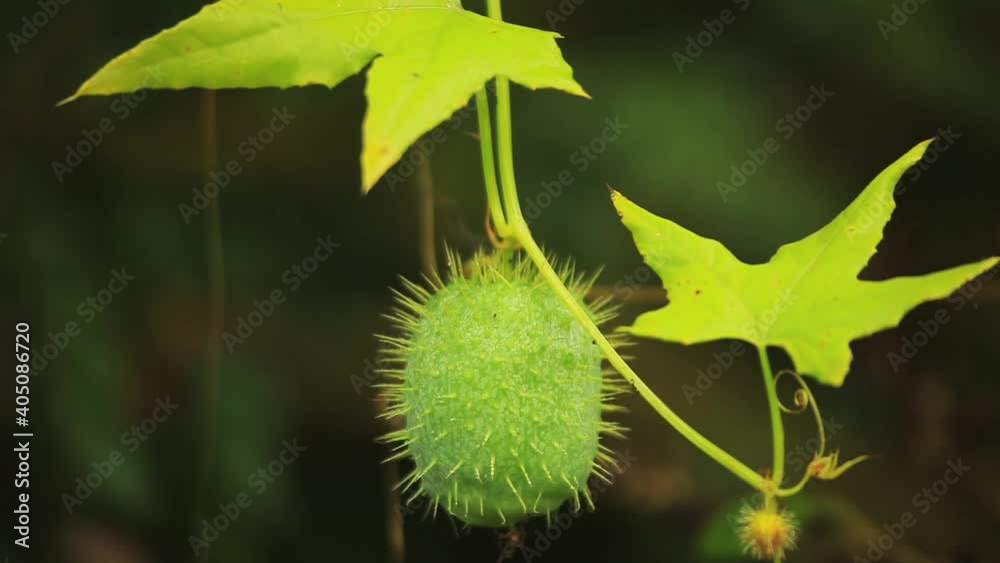 The fruit of Echinocystis lobata, commonly called wild cucumber The fruit of Echinocystis lobata, commonly called wild cucumber