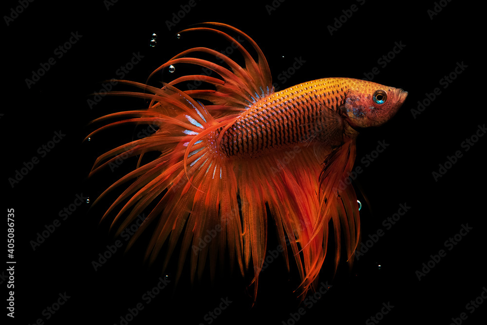 betta fish in aquarium with black background betta fish in aquarium with black background