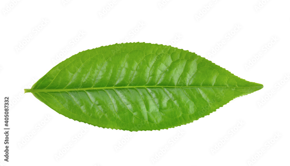 Fototapeta premium green tea leaf isolated on white background