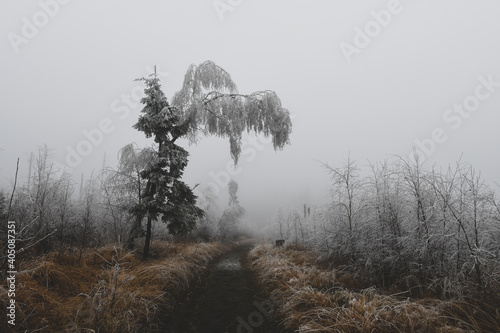 Fototapeta Naklejka Na Ścianę i Meble -  Parasolka z pochylonej brzozy nad drogą 