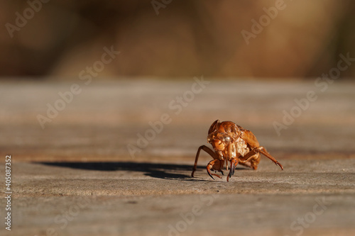 cicada shell macro