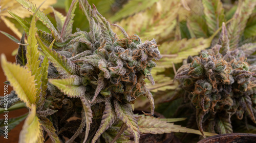 Fresh Marijuana Flowers, Close Up Shot