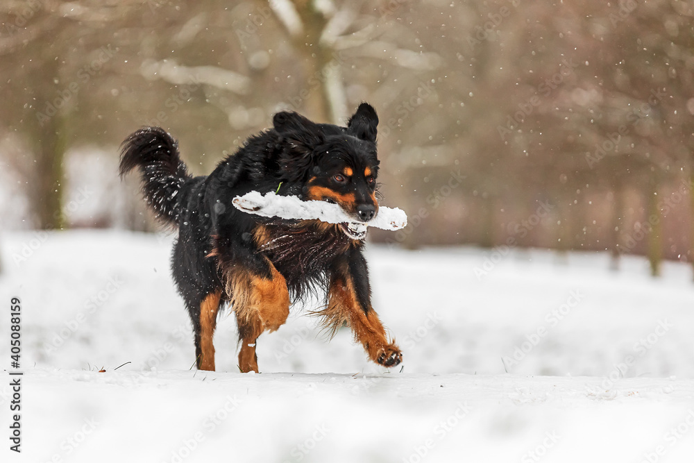 male black and gold Hovie he quickly runs with a fetch back to his boss male black and gold Hovie he quickly runs with a fetch back to his boss