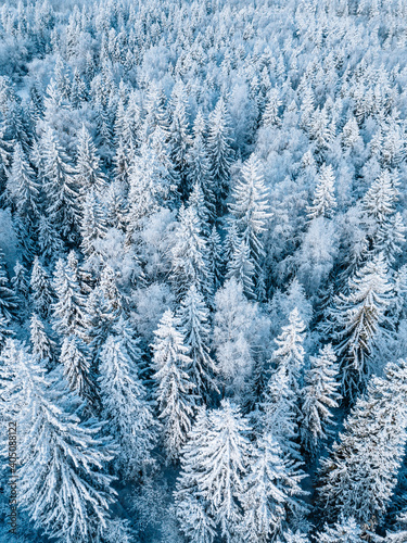 Aerial view of snow winter forest with frosty trees