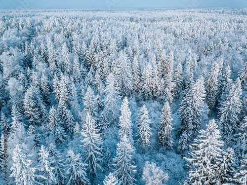 Aerial view of snow winter forest with frosty trees
