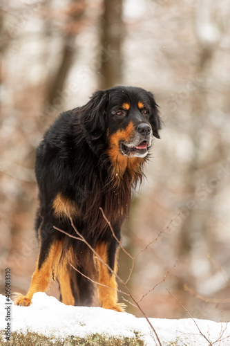 male black and gold Hovie in winter in a park in Prague