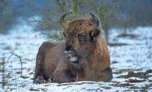 European bison resting on a snow meadow.
