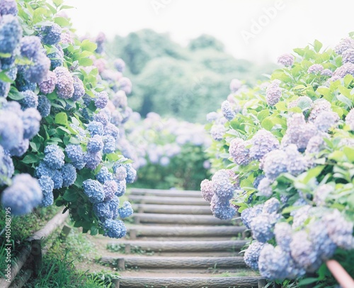 Purple-petaled cluster flowers photo