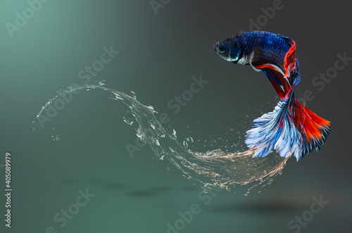 Blue betta fish in water splash