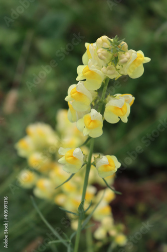 Linaria vulgaris yellow flowers. Yellow wildflower of Linaria also called yellow toadflax in bloom on summer