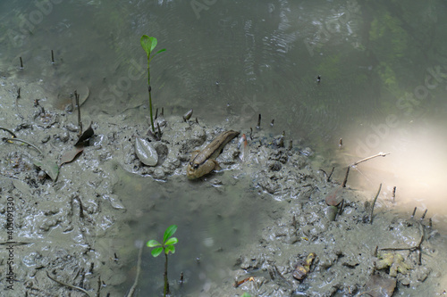 Mudfish in a Mangrove forest at a National Park in Malaysia photo