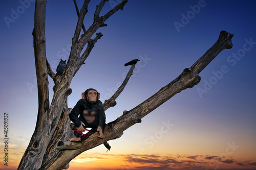 Canvas Print Schimpansenfigur auf einem Baum