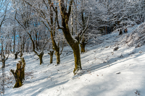 Winter landscapes in the snowy beech forest in the Artikutza natural park in oiartzun near San Sebasti  n  Gipuzkoa  Basque Country. Spain