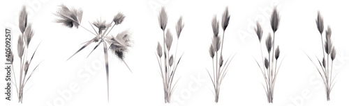 Set or collection of drawings of Pampas grass isolated on white background. Concept or conceptual 3d illustration for nature  ecology and conservation  beauty and health