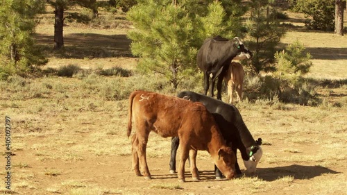 Brown and black calves grazing peacefully at Dixie National Forest, Utah. Static shot.