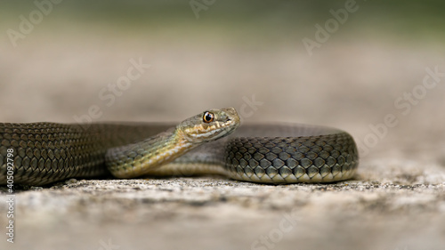 Malpolon monspessulanus, known as the Montpellier snake, lying a rock. Isolated on a light background photo