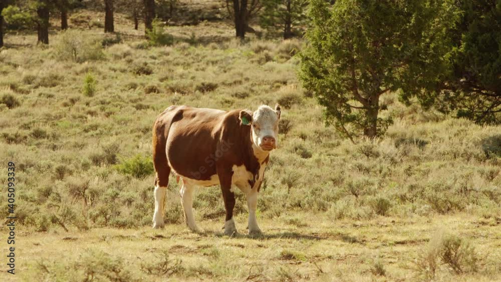 Brown cow with white head chewing at Dixie National Forest, UT, USA. Static shot Brown cow with white head chewing at Dixie National Forest, UT, USA. Static shot