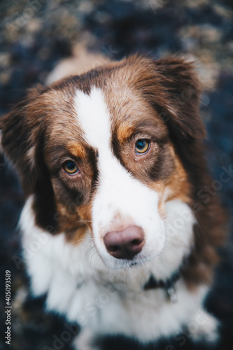 Fototapeta Naklejka Na Ścianę i Meble -  Portrait eines Australian Shepherd Hundes sitzend im Laub