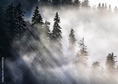 Sunbeam over pine trees - abstract landscape with rays