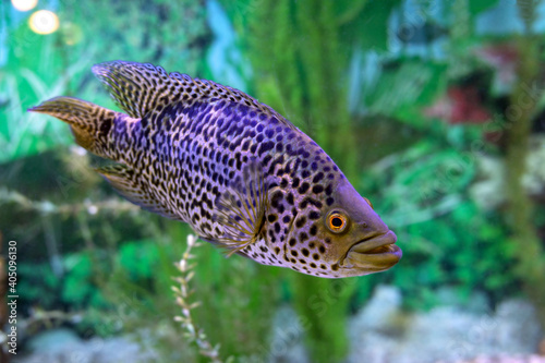Obraz na plátně Parachromis managuensis or Managuense Cichlid or cichlid jaguar fish on aquarium