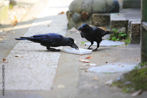 large billed crow in japan, kyoto