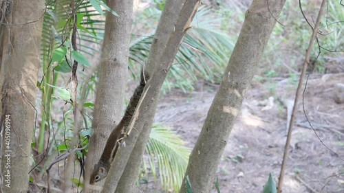 Indochinese ground or Berdmore's ground squirrel on tree trunk in forest in Thailand photo