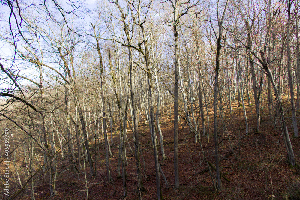 Falling oak leaves on the scenic autumn forest illuminated by morning sun Falling oak leaves on the scenic autumn forest illuminated by morning sun