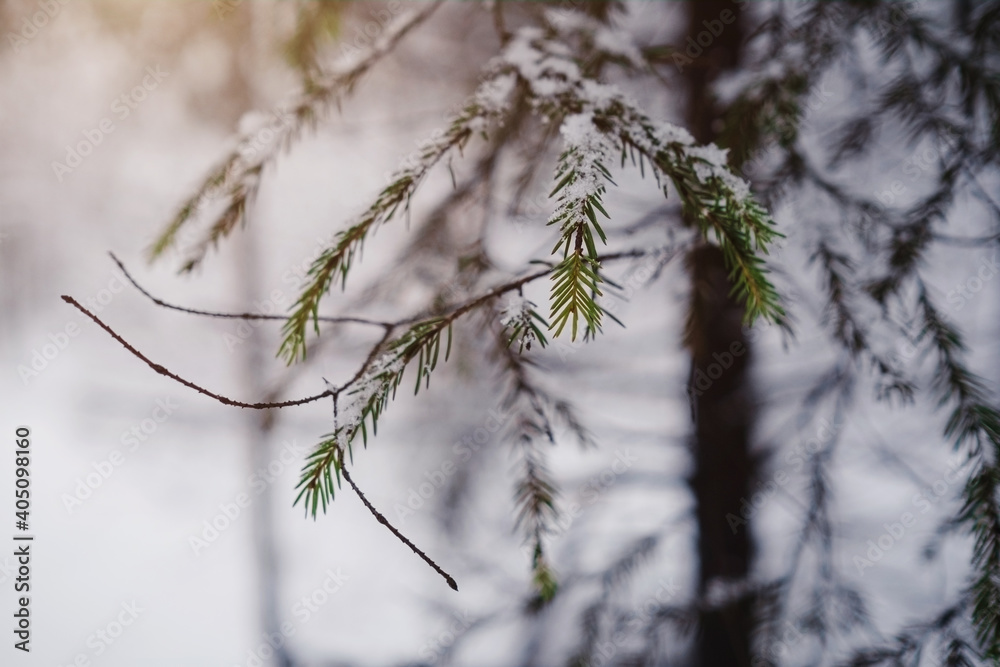 Pine trees are covered with snow on a frosty evening.