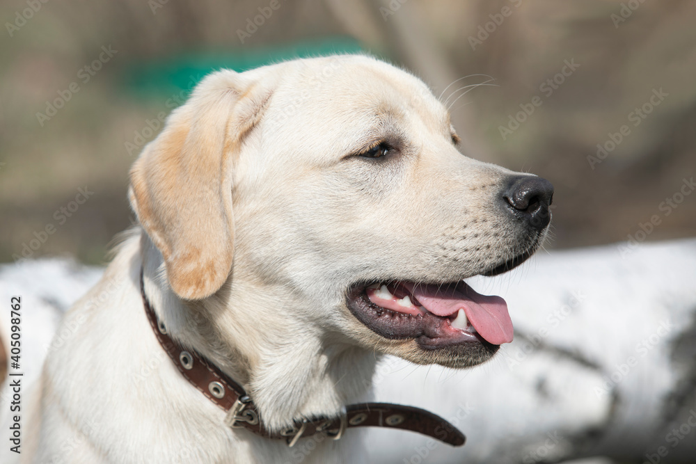 Labrador dog on nature in park. Pet for walk Labrador dog on nature in park. Pet for walk