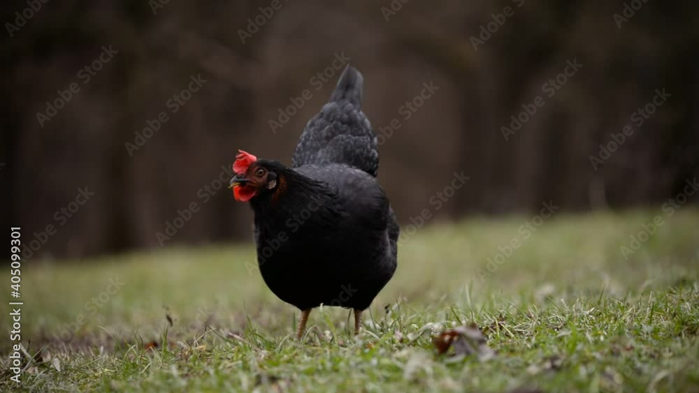 a black hen nibbling on the green grass in the garden near the forest in cloudy weather. gallus gallus domesticus bird feeding at the farm