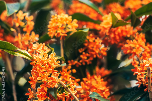 Osmanthus blossoms in the autumn season