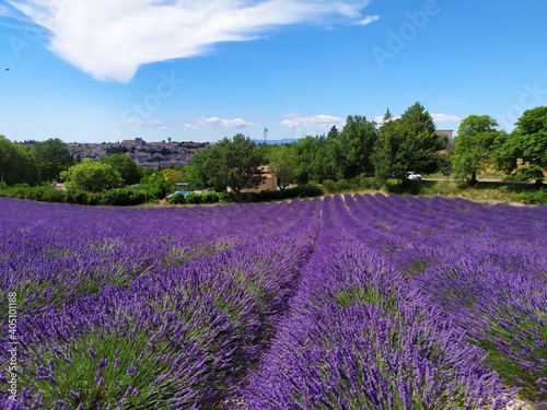 Lavande , Plateau de Valensole