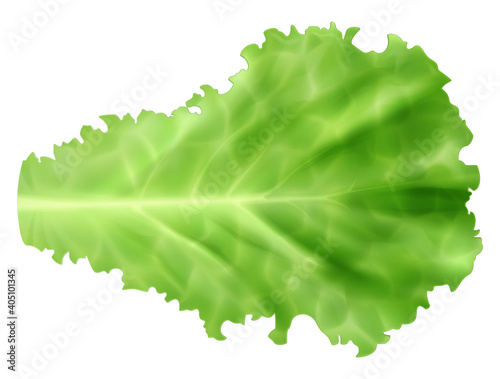 Fresh green leaf of iceberg lettuce isolated on white background. Vector illustration.