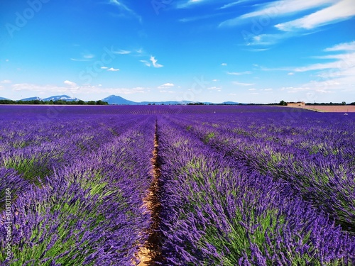 Lavande   Plateau de Valensole