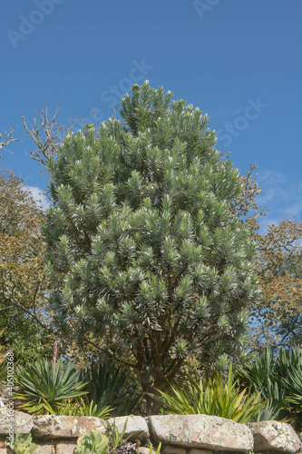 Green Foliage of an Evergreen South African Pine or Silver Tree (Leucadendron argenteum) Growing in a Garden on the Island of Tresco in the Isles of Scilly, England, UK photo