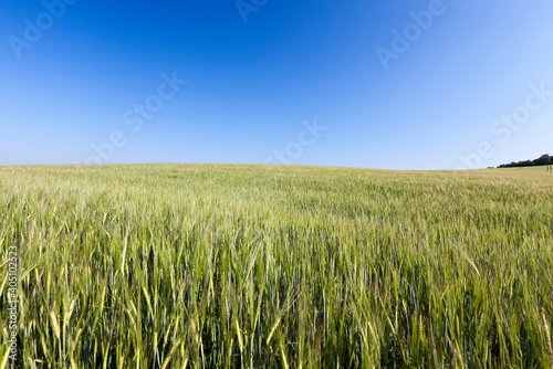 an agricultural field sown with unripe wheat cereals