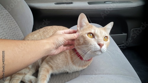 owner's hand petting a young cat who lying on passenger seat inside the car