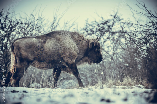 European bison resting on a snow meadow.