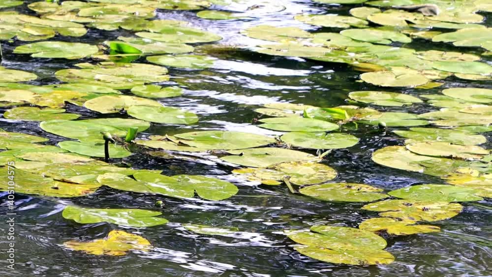 green Water Lilies In a Lake
green Water Lilies In a Lake