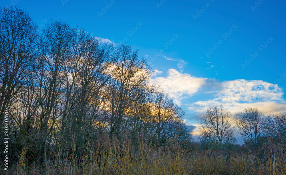 Trees in a field in wetland under a blue rainy sky in sunlight in winter, Almere, Flevoland, The Netherlands, January 12, 2021