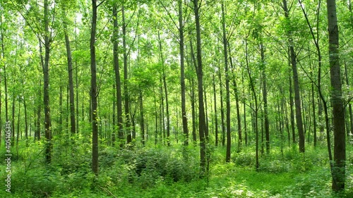 Green trees in the woods in spring, panning shot