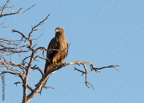 Black kite (Milvus migrans) sits on a dry branch against the sky