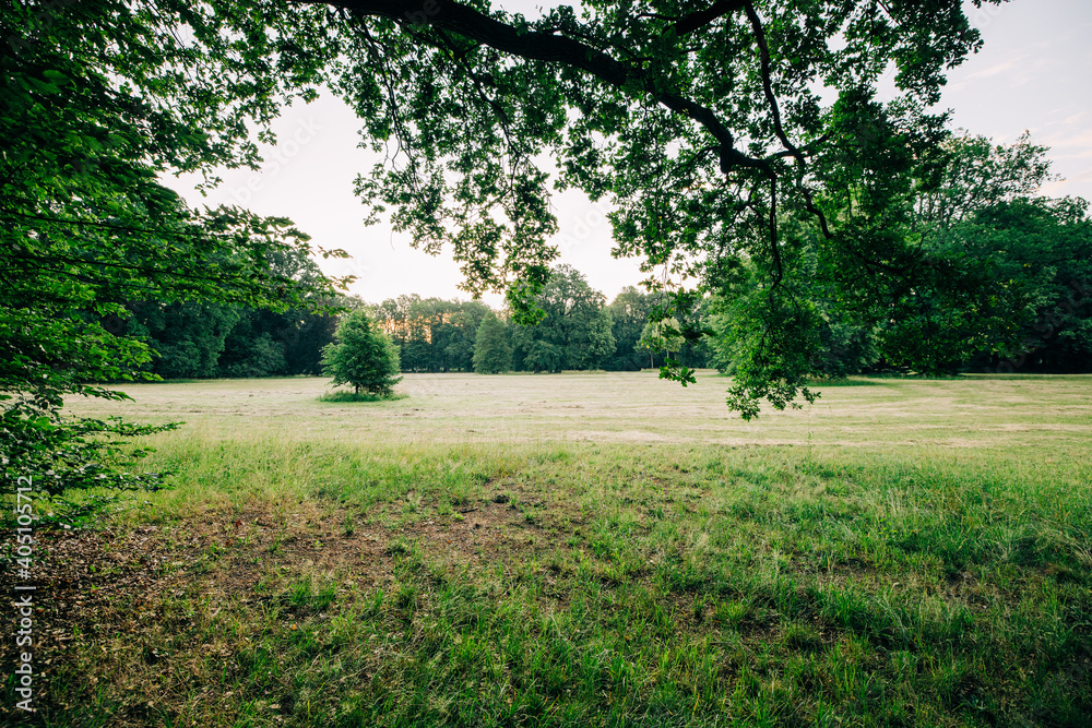 Fototapeta premium Branitzer Park in Cottbus, Germany, in the early morning hours