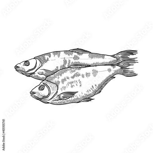Dried fish isolated on white background. Hand drawn vector illustration.
