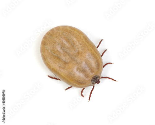 Tick isolated on white background. Mite parasitic.